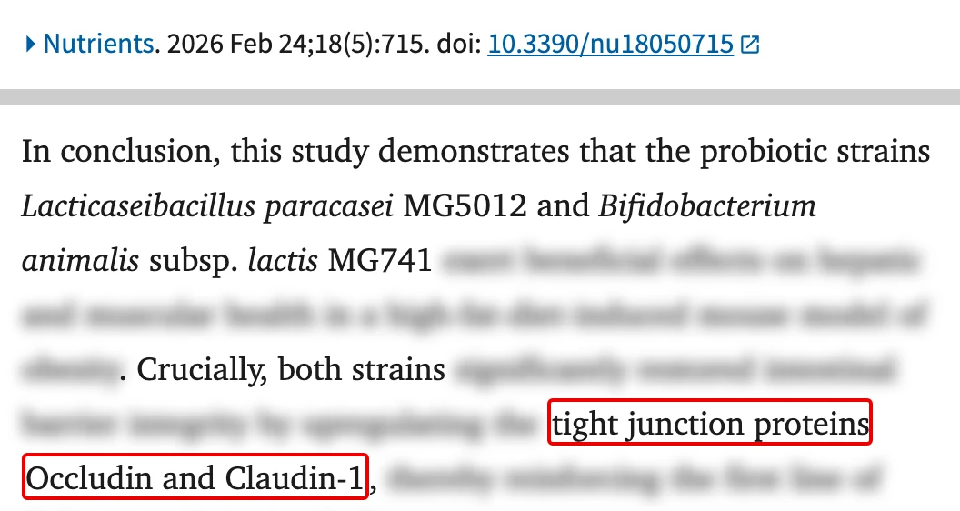 PubMed Central의 Jang 외 2026 논문 화면, 학술지 머리줄 아래 결론 문단의 tight junction proteins Occludin and Claudin-1 구절에 빨간 박스, 간·근육과 효과를 말하는 구절은 흐림