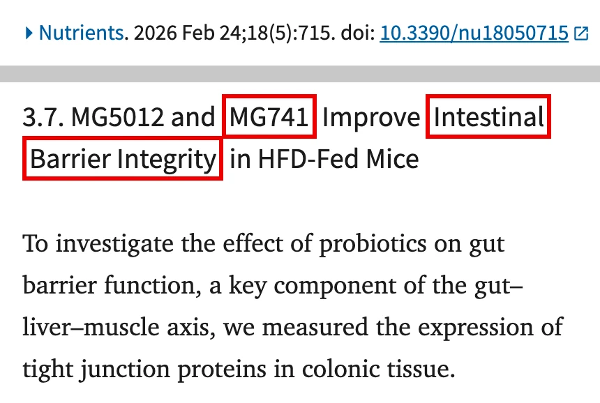 Jang 외 2026 Nutrients 결과 3.7절 제목과 첫 문장, MG741과 Intestinal Barrier Integrity에 빨간 박스