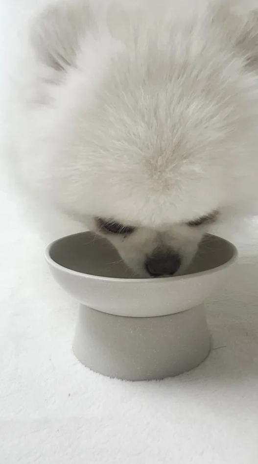 그릇에 얼굴을 넣고 밥을 먹는 포메라니안