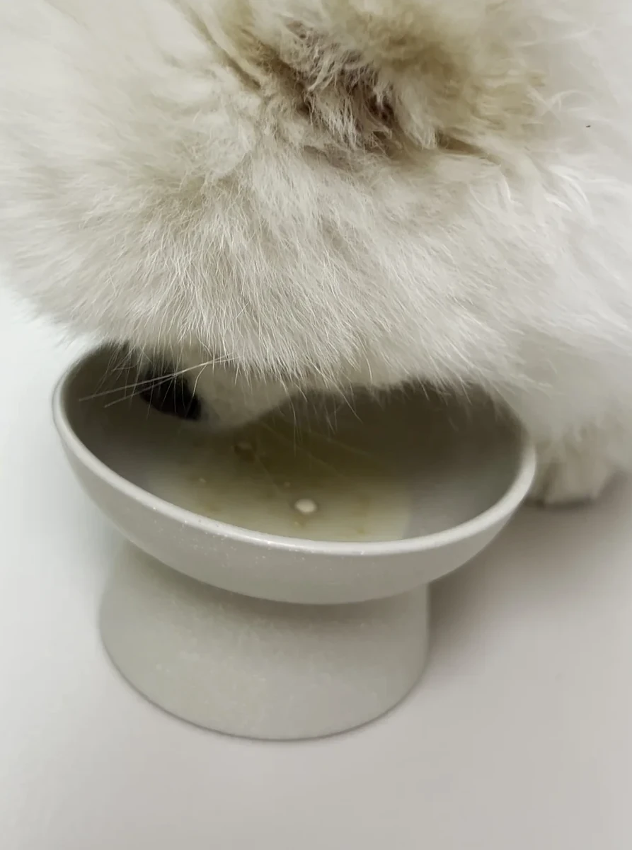 흰 받침 그릇에 얼굴을 묻은 흰 포메라니안