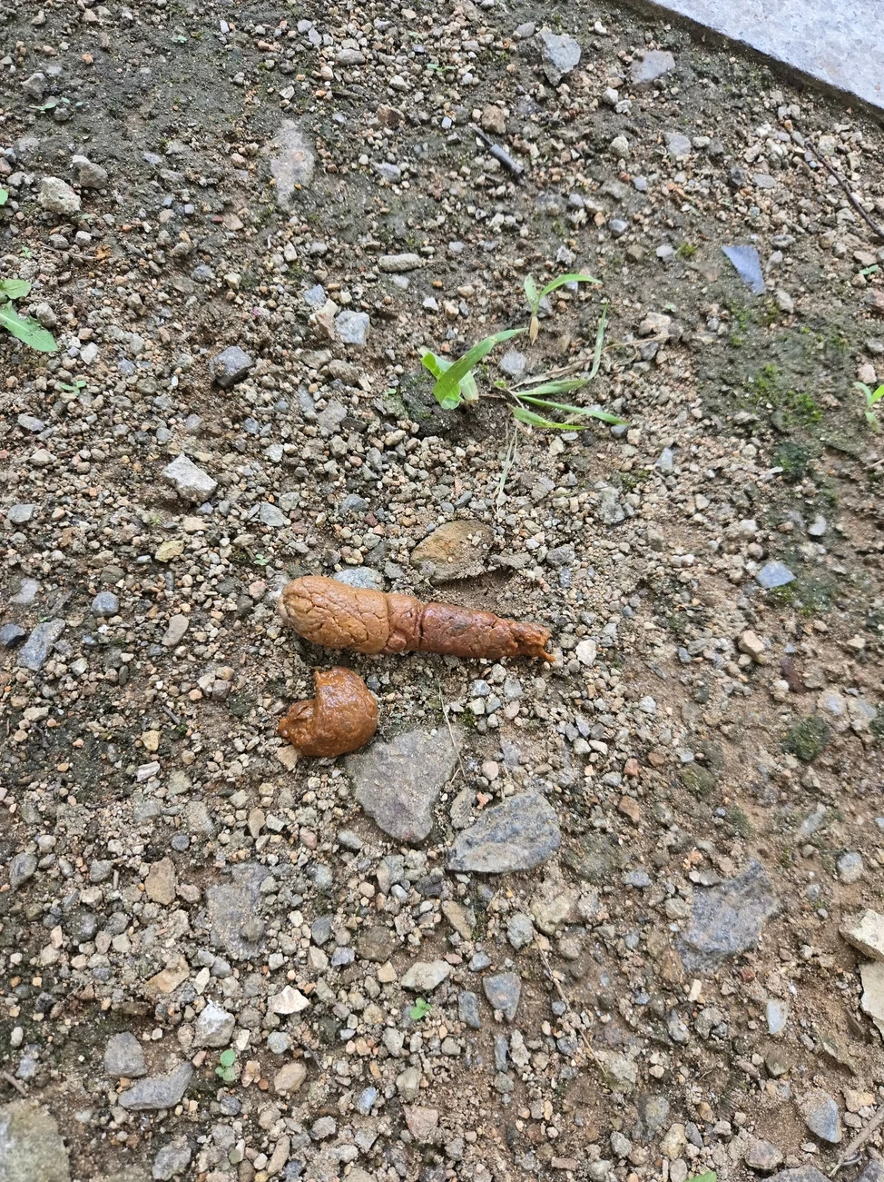 산책길 흙바닥에 본 변