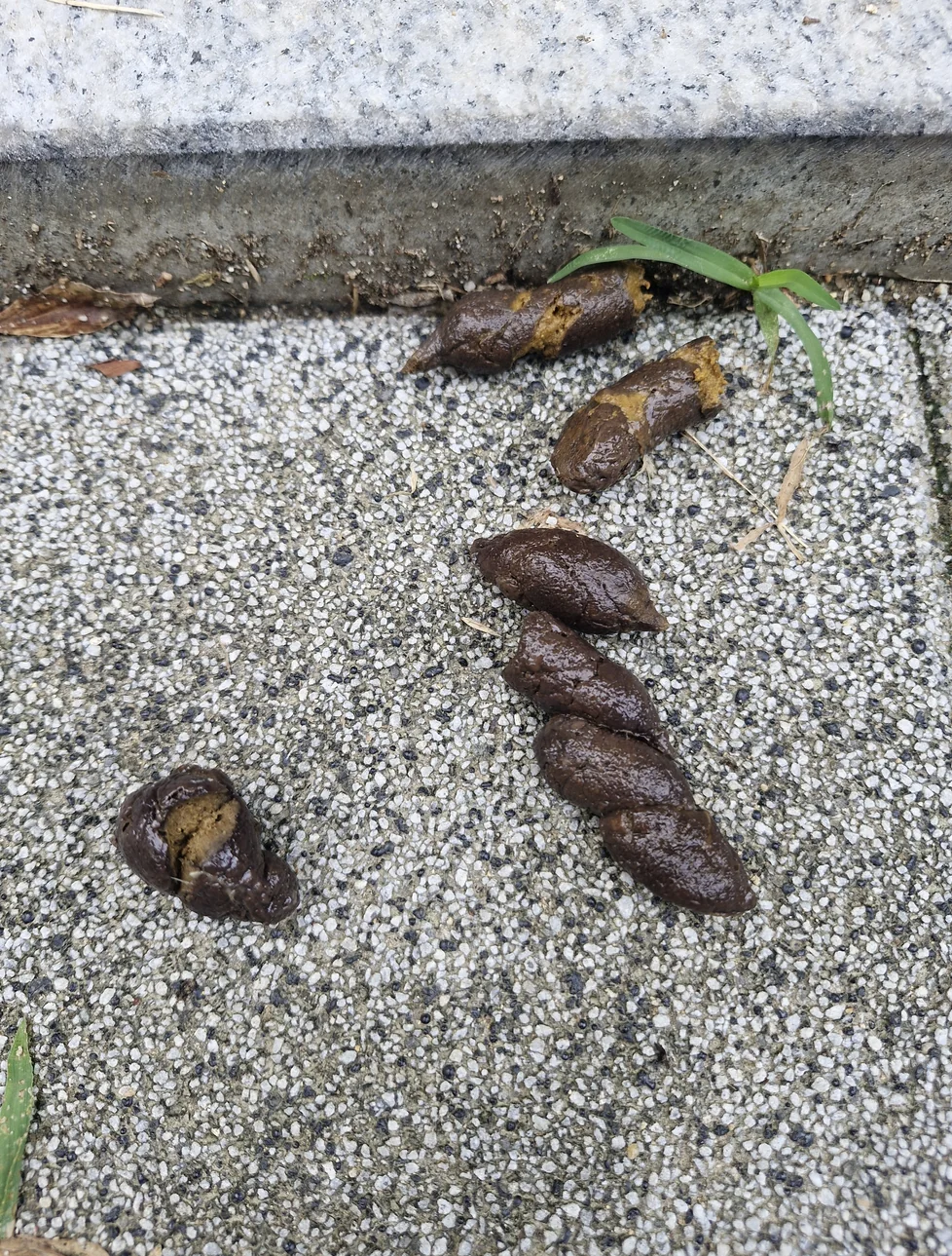 산책길 보도블록 위에 남은 배변을 위에서 찍은 사진