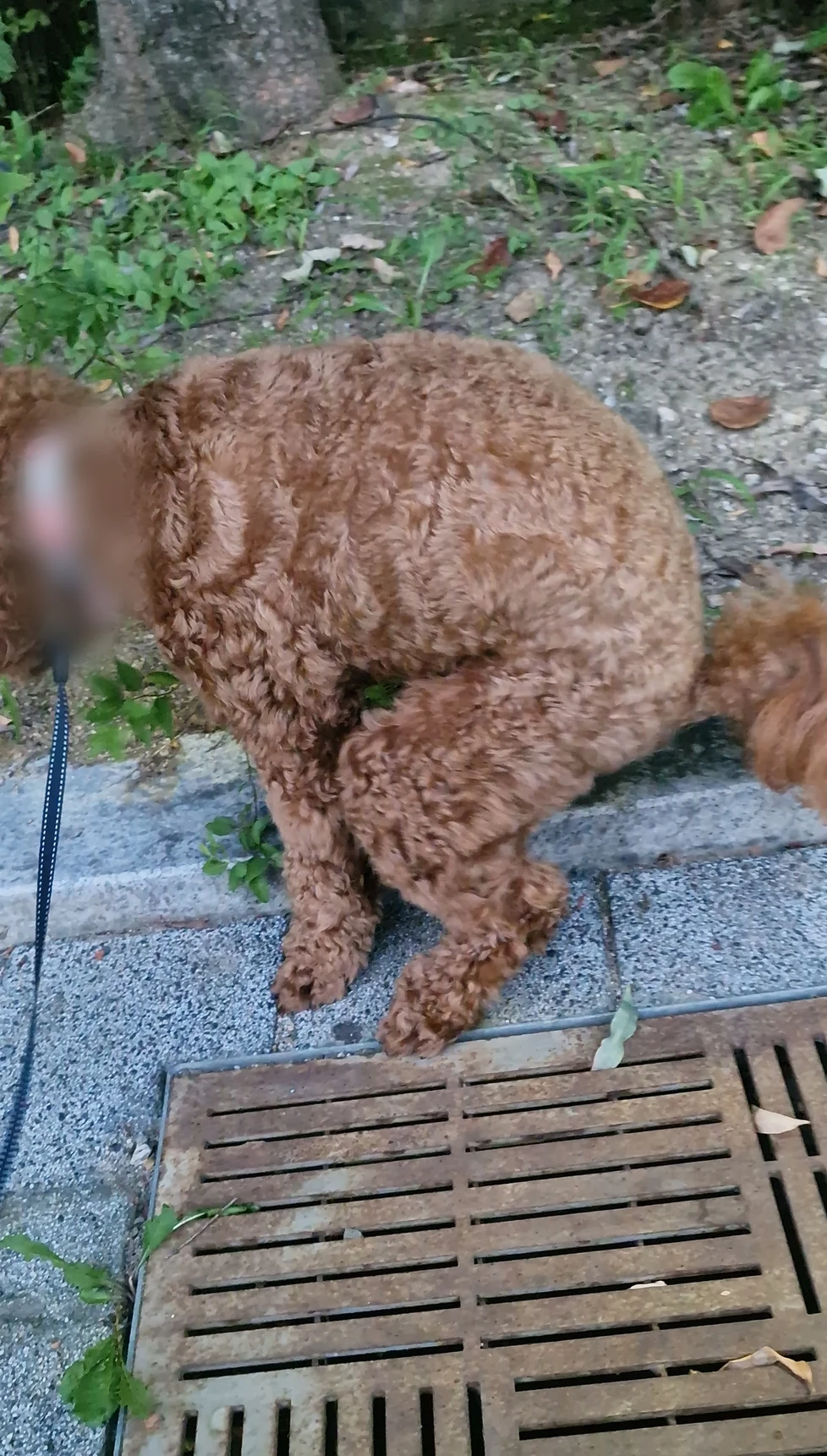 목줄을 맨 갈색 토이푸들이 산책길 배수구 덮개 옆에 몸을 웅크린 장면. 목줄 이름표 부분은 흐리게 처리