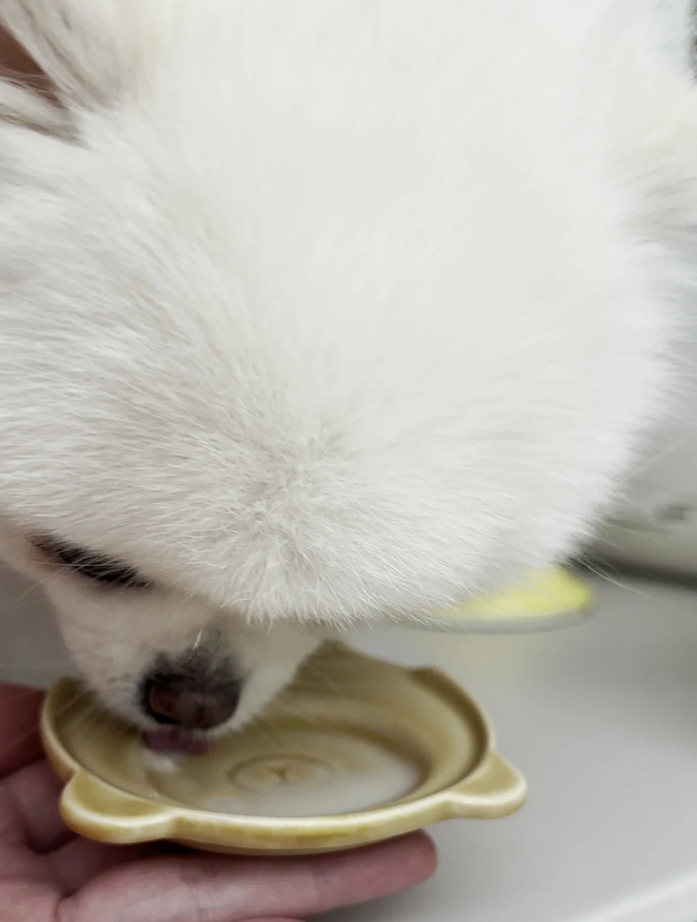 손바닥에 받친 곰 모양 접시를 핥는 흰 포메라니안