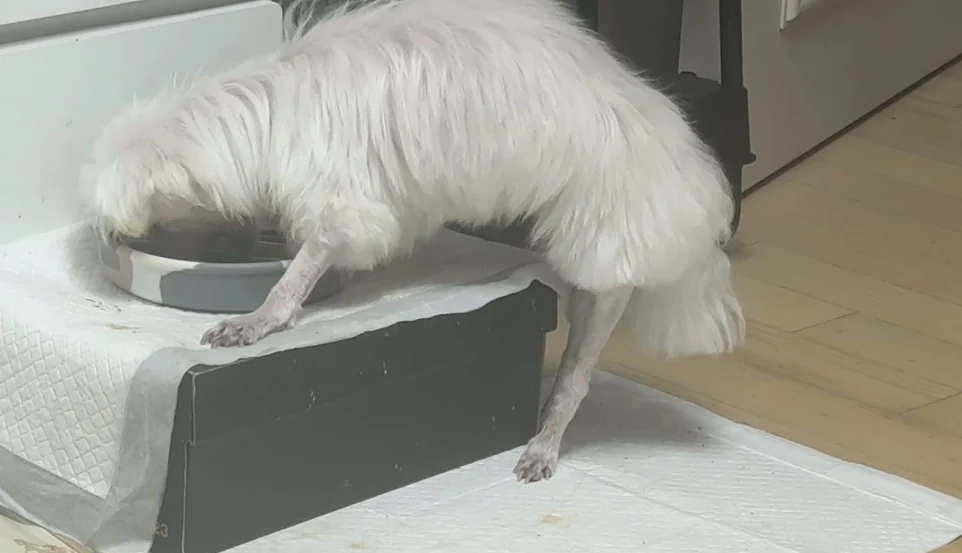배변 패드를 덮은 받침대 위 회색 그릇에 얼굴을 묻고 먹는 흰 장모 강아지