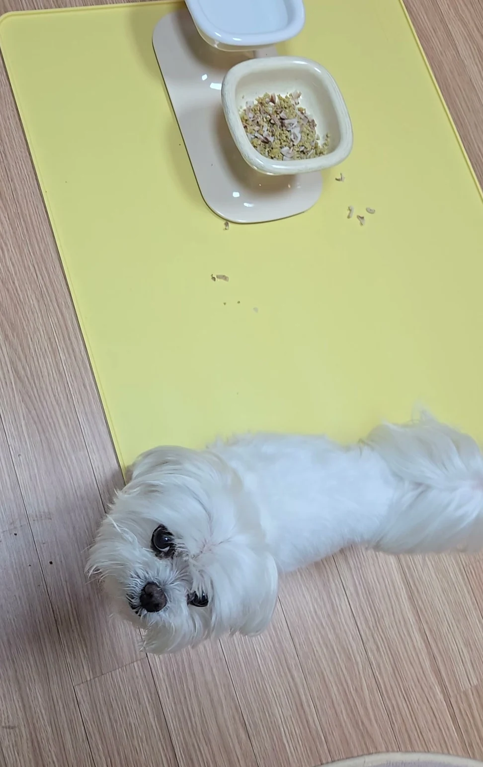 노란 매트 앞 마룻바닥에 엎드려 카메라를 올려다보는 흰 말티즈