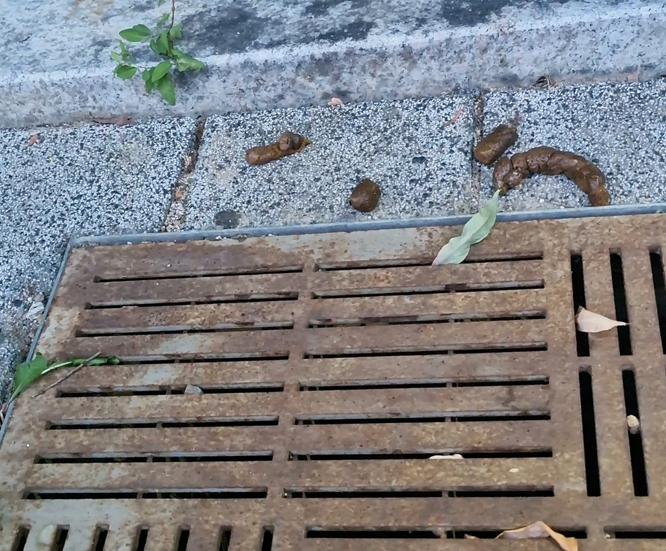9월 9일 저녁 산책길 배수구 덮개 옆 보도에 남은 변