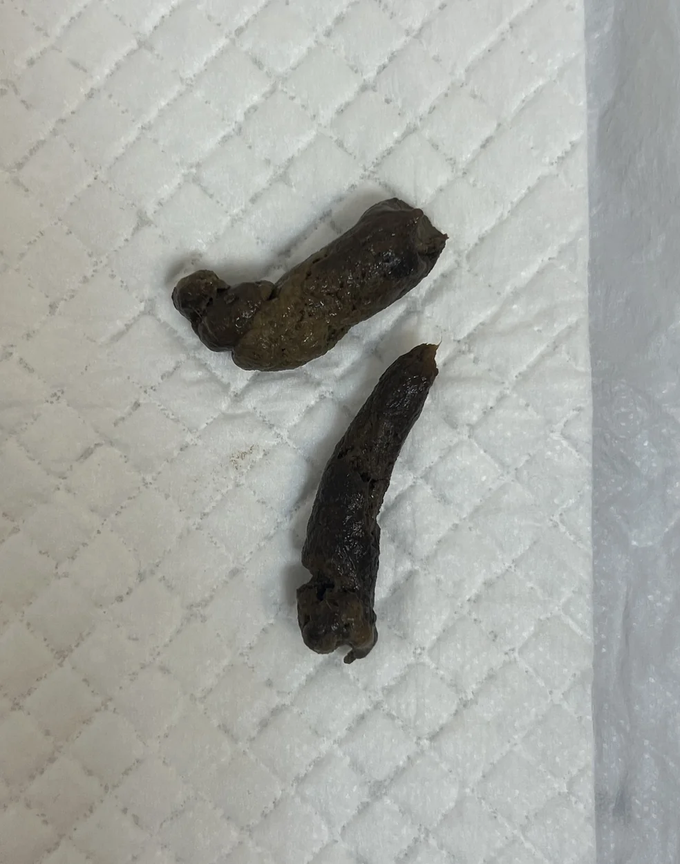 배변 패드 위에 본 변 두 덩이