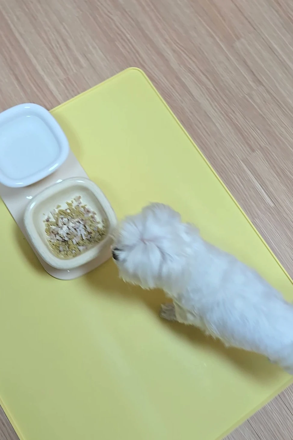 노란 매트 위 밥그릇에 코를 가져다 댄 흰 말티즈