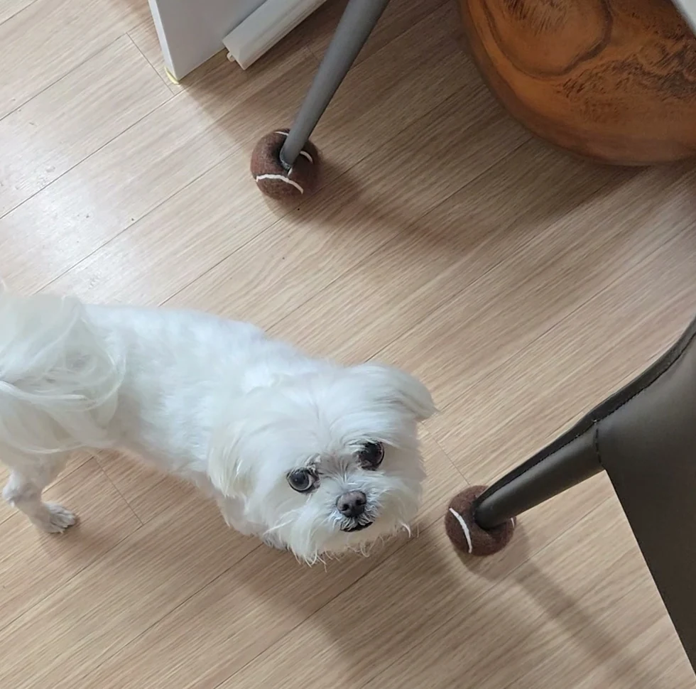 마룻바닥 의자 다리 옆에 서서 카메라를 올려다보는 흰 말티즈