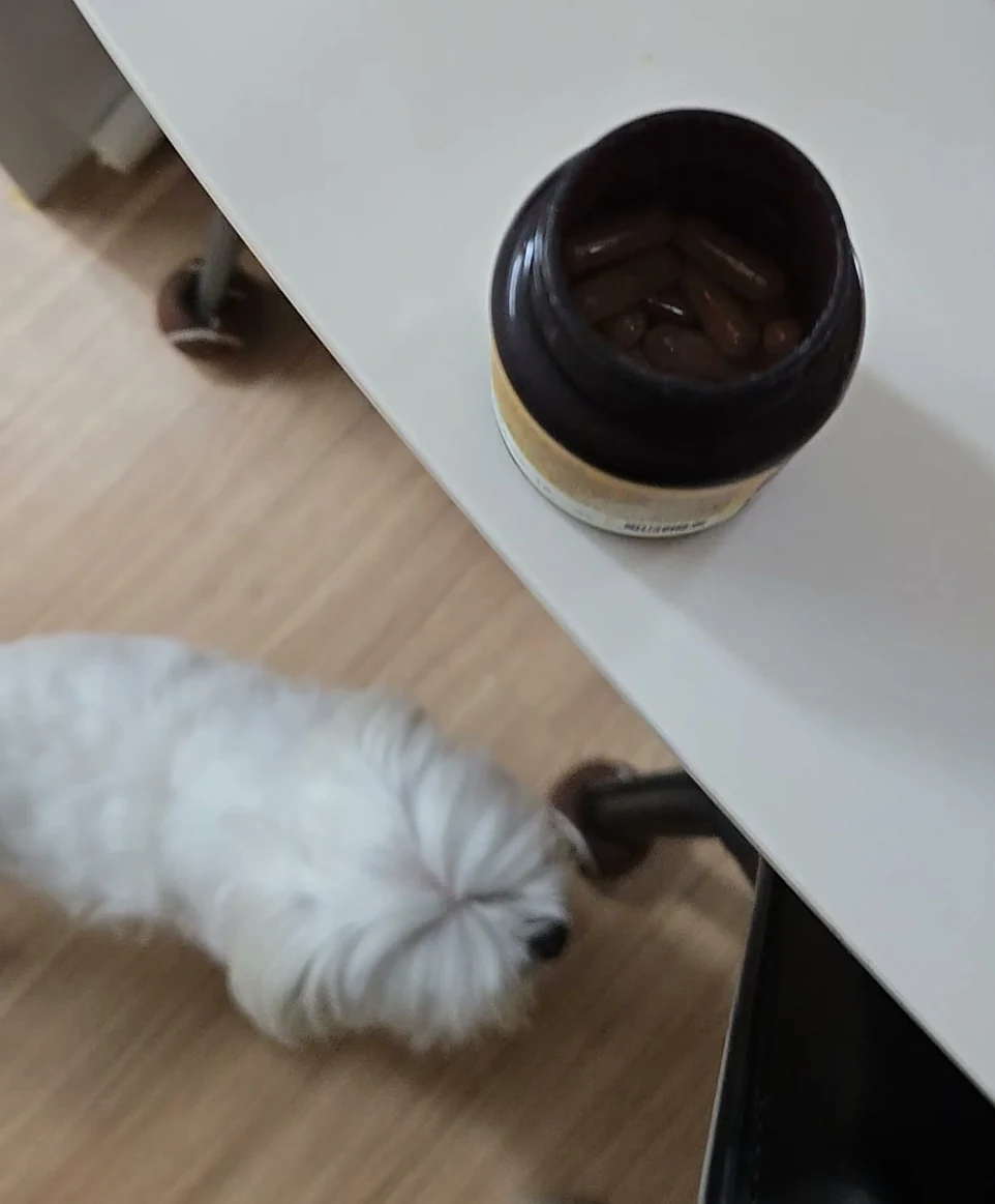 흰 식탁 위 뚜껑을 연 노란 라벨 갈색 통과 그 아래를 지나는 흰 말티즈