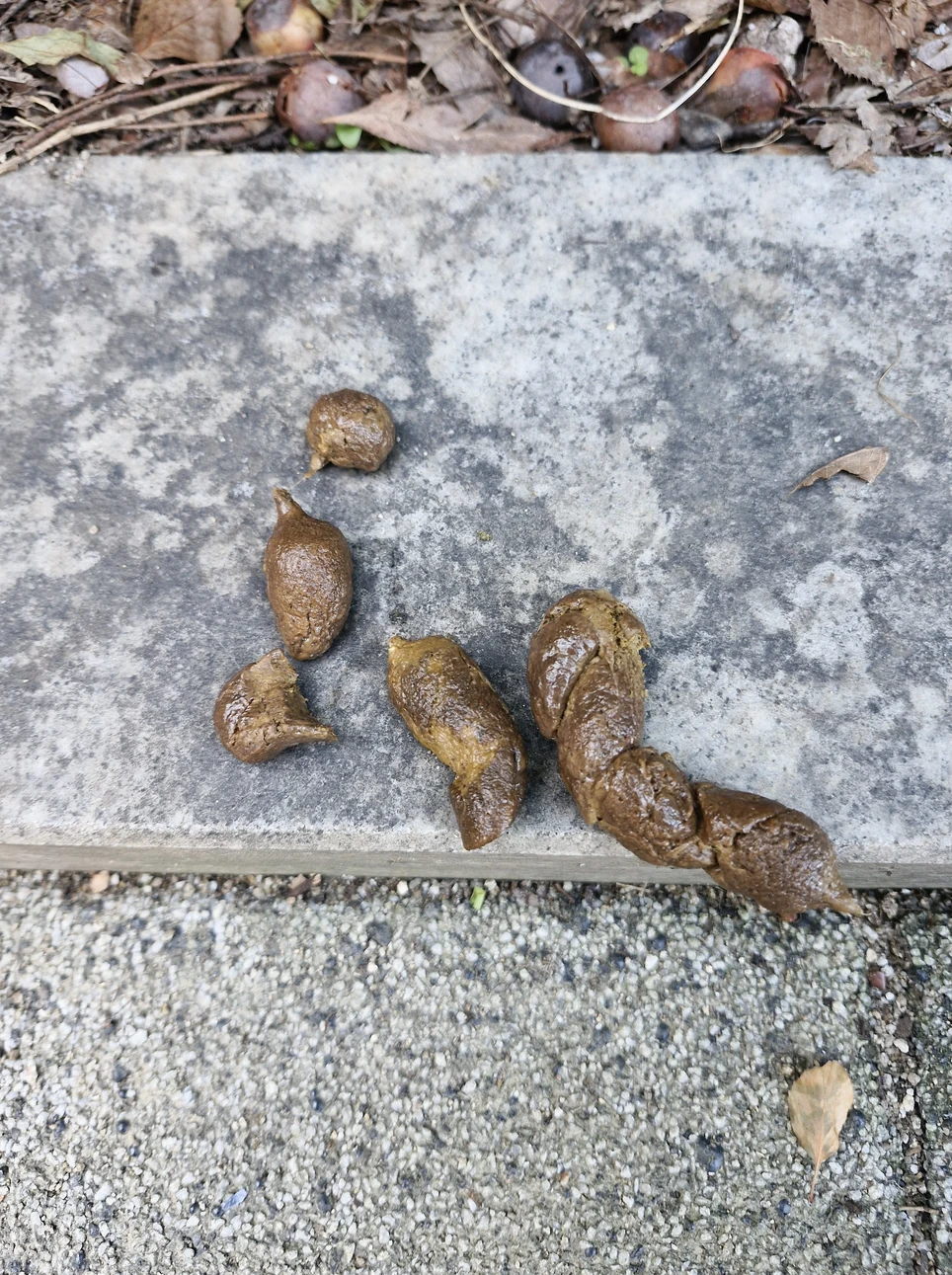 산책길 화단 경계석 위에 남은 변과 그 뒤 낙엽·밤송이