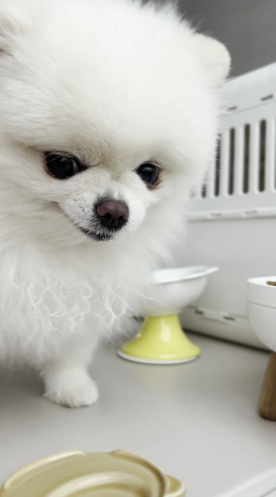 아래쪽에 가장자리만 보이는 곰 얼굴 접시를 내려다보는 흰 포메라니안과 뒤쪽 받침대 위 흰 밥그릇